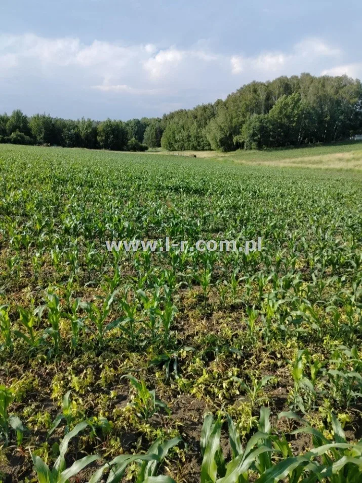 Działka 802 m² - Żory, Rój - zdjecie 3